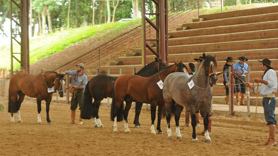 caballos brasil