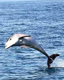  Al principio, los científicos pensaron que era una especie conocida de delfín nariz de botella.