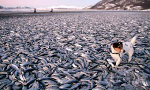 200 toneladas de peces muertos2