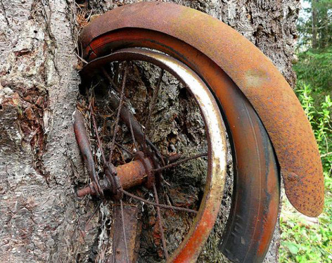 árbol tragó bicicleta2