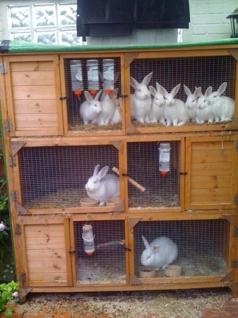 aparadero de conejos