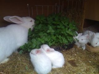 almuerzo de conejos