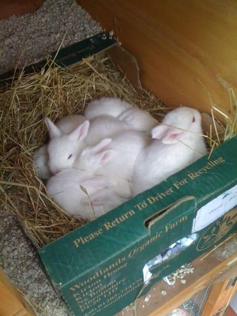 Conejos bebés