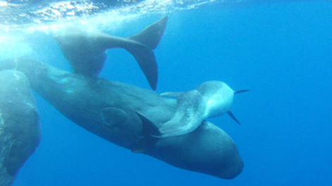 cachalotes acogen a delfín 2