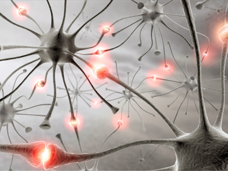 neurones synapses