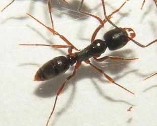 Venenosa hormiga asiática
