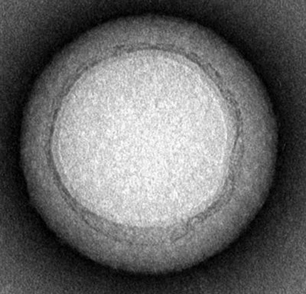 nanoesponja que absorbe tóxinas 2