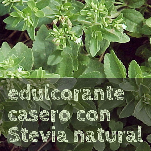 edulcorante de Stevia natural