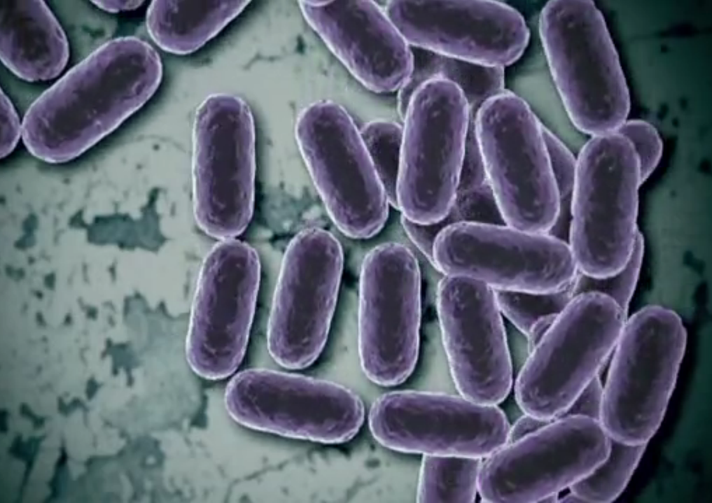 Oms Las Bacterias Resistentes A Los Antibióticos Una Amenaza Para La 7005