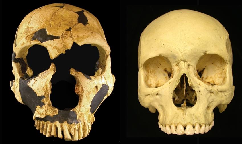 Comparación de un cráneo neandertal con el de un Homo sapiens.
