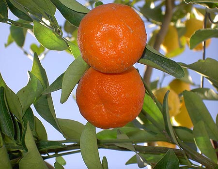 Ynet tangerine