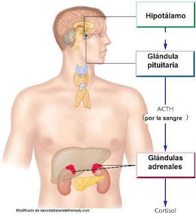 eje hipotalamico-pituitario-adrenal (HPA)