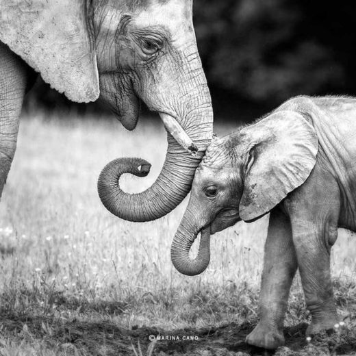 elefantes_amor