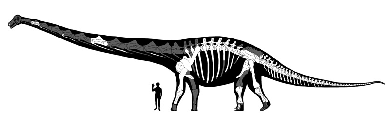 Dinosaurio Dreadnoughtus schrani