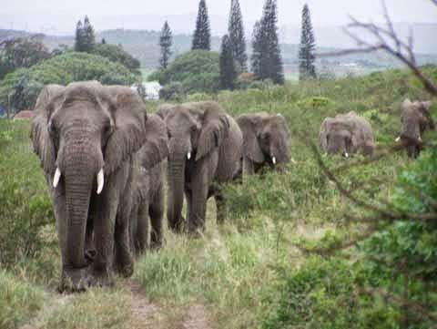 elefantes_marchando