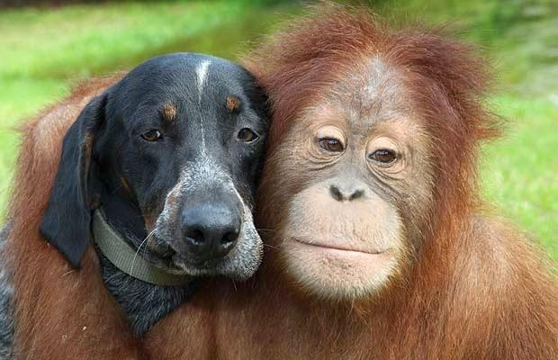 orangután_perro