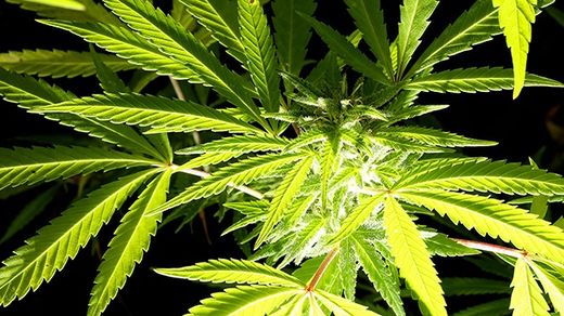 Científicos derriban uno de los principales mitos sobre la marihuana Científicos derriban uno de los principales mitos sobre la marihuana