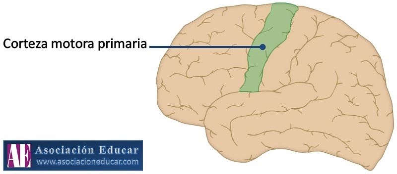 Afecta corteza motora