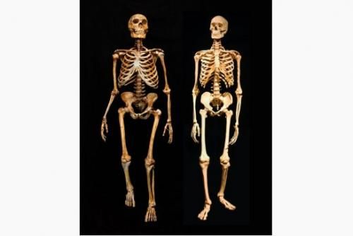 neanderthal_humano_moderno_esqueleto