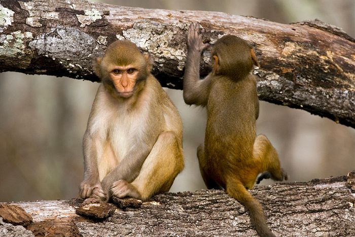 Rhesus Monkeys