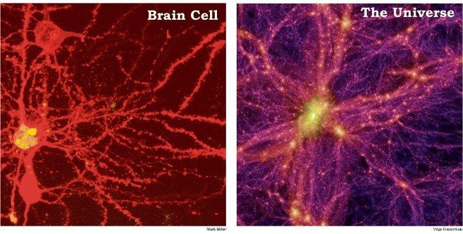 neuronas universo
