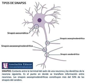 tipos de sinapsis