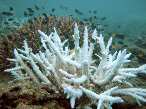 coral blanqueado