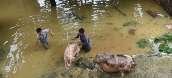 cerdos muertos inundaciones China