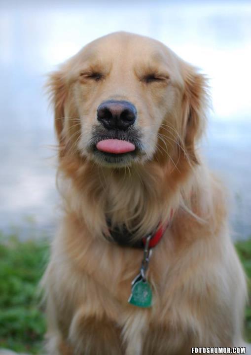 lengua de perro