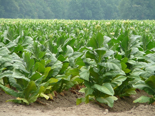 tobacco plants