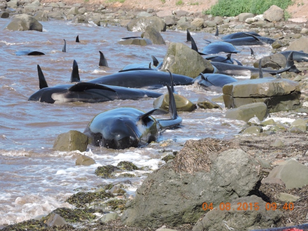 ballenas varadas nueva escocia 2015