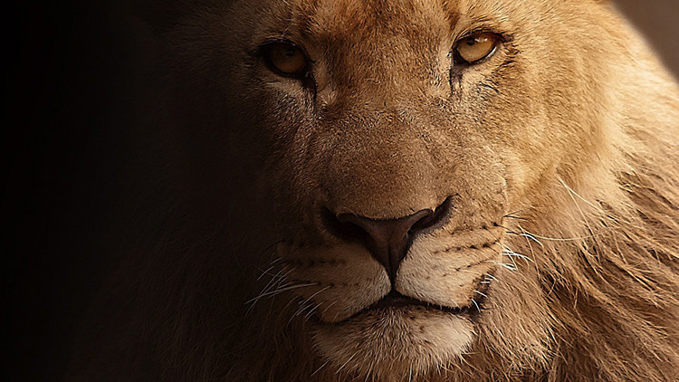 leon lion