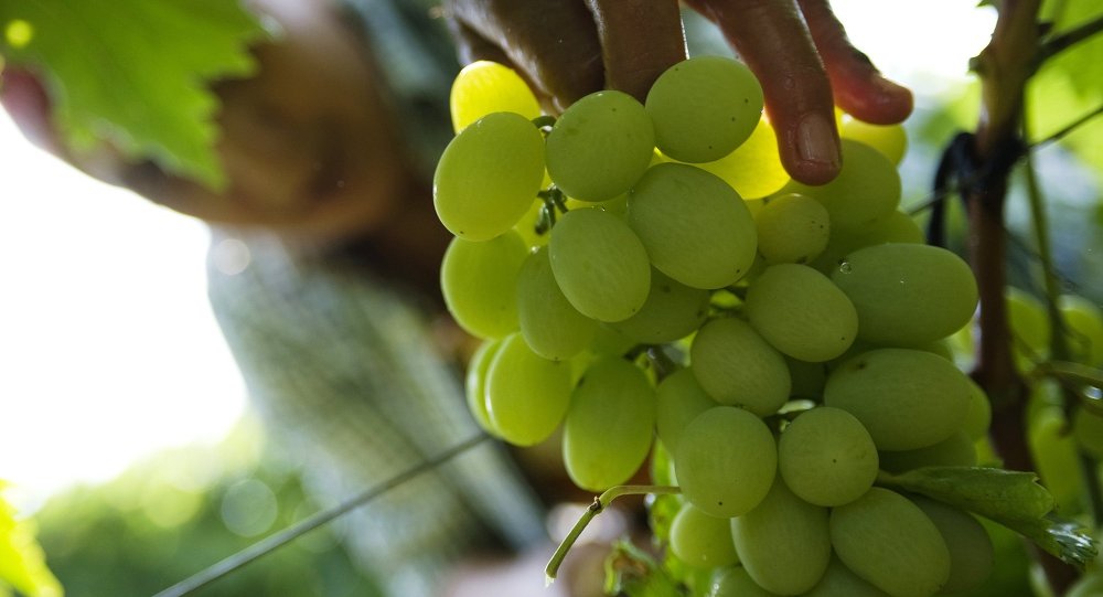 uvas  grapes
