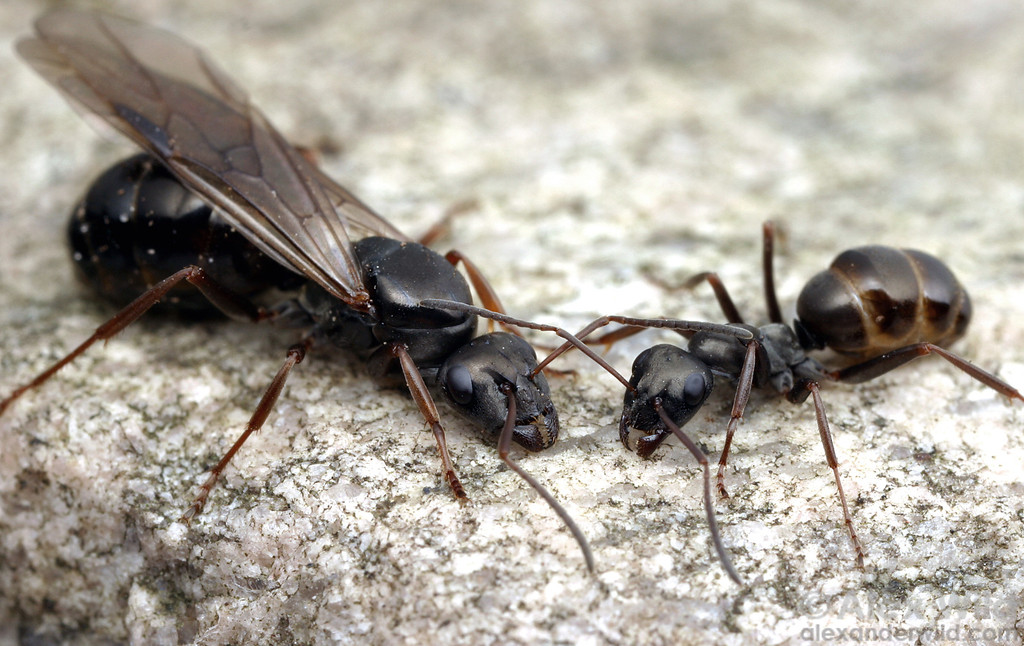 hormiga negra formica fusca
