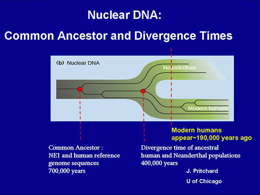 secuencia de ADN homo antecessor