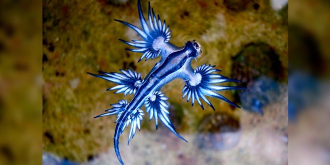 criatura azul