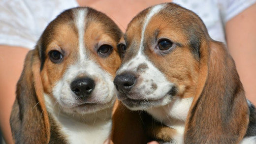 Perros fecundados in vitro