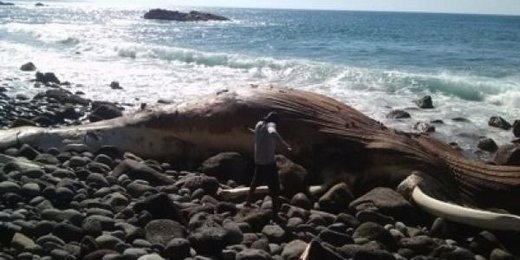 Ballenas muertas Baja California Sur Mexico