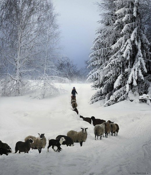 Goats winter