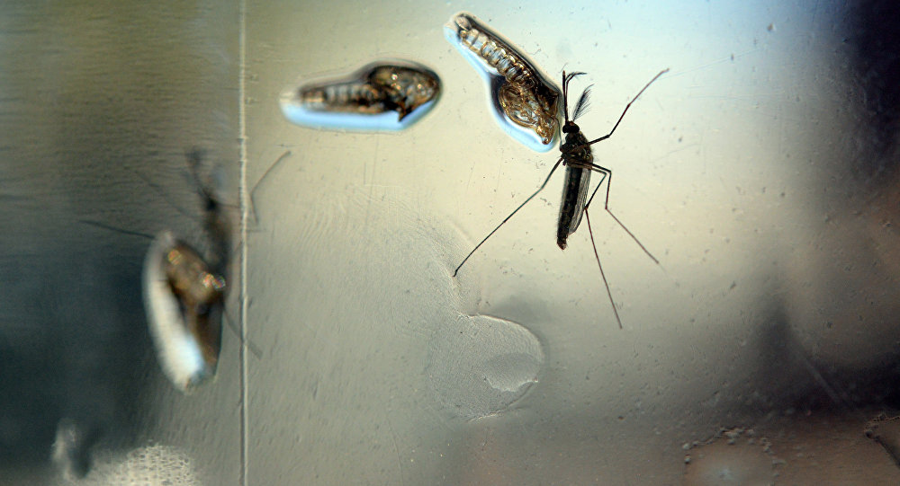 Aedes Agypti mosquito