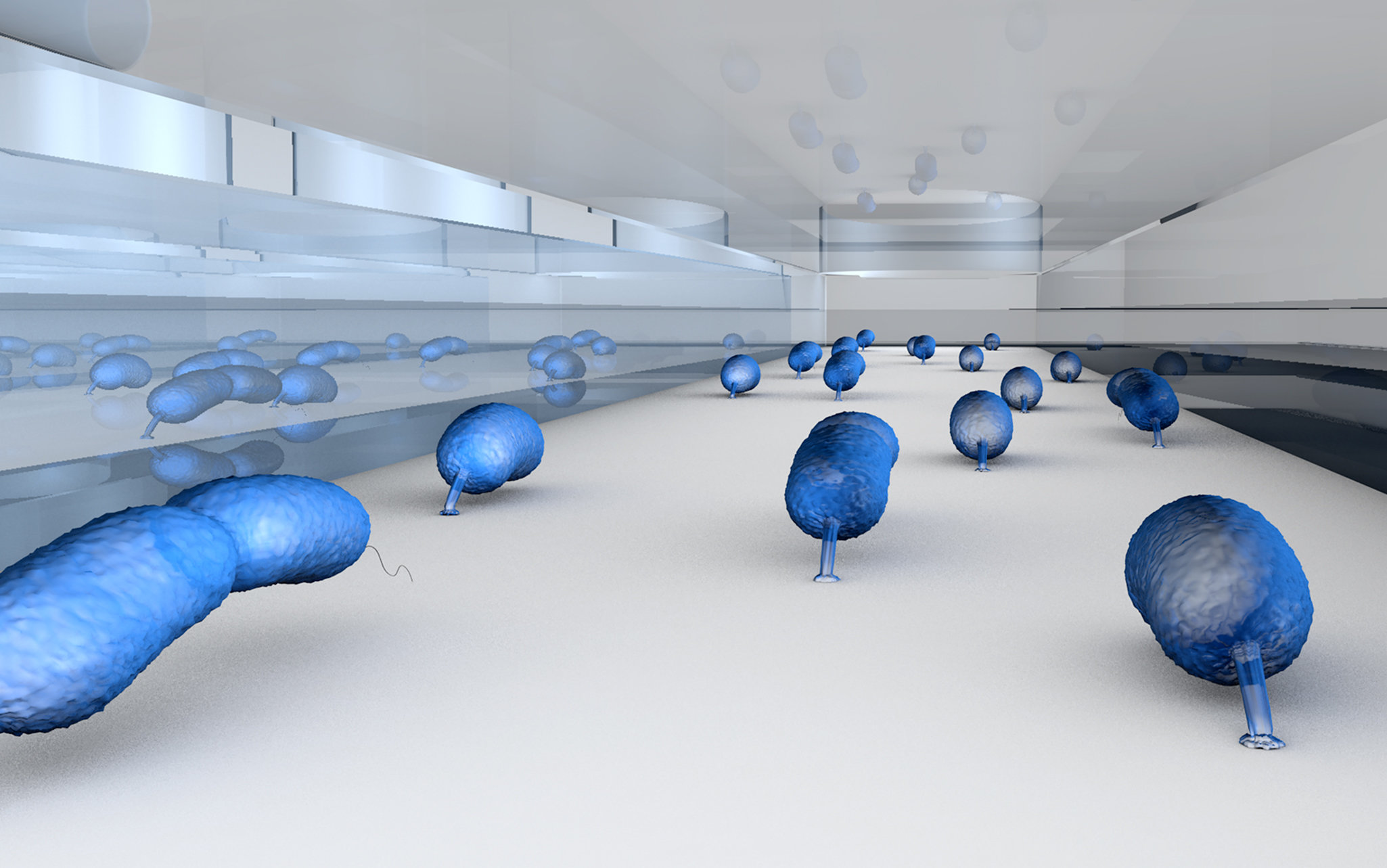 Experimento para observar el estrés de las bacterias. Cada una está pegada a una superficie de cristal, de modo que cuando se dividen una de las 'hijas' se queda, y la otra se va. De ese modo se pueden estudiar los ciclos de división celular y las probabi