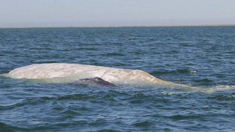albino grey whale albina ballena gris