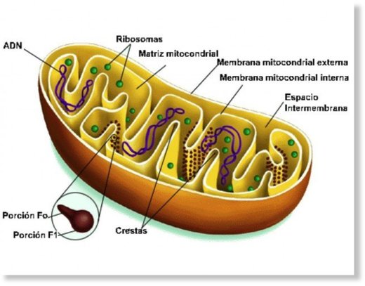 mitocondria