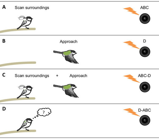 Clic para aumentar comunicación aves