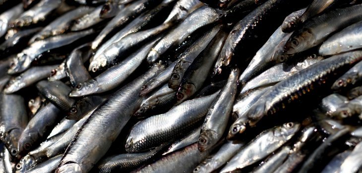 sardinas muertas chile