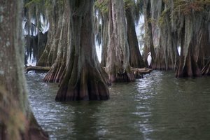 Crane, woods, water