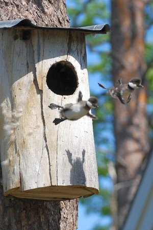 birds flying school