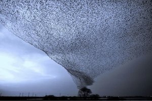 Hurricane of birds