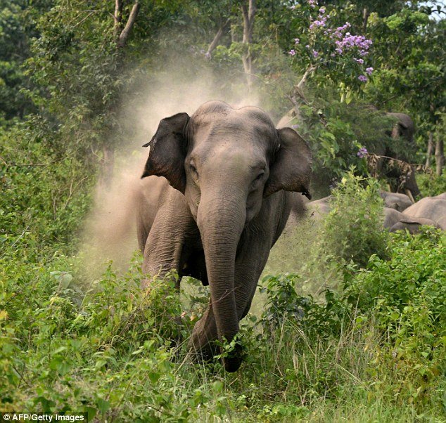 Elefante a la carga