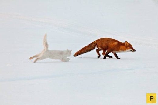 Cat Sioma, Kamchatka pennisula